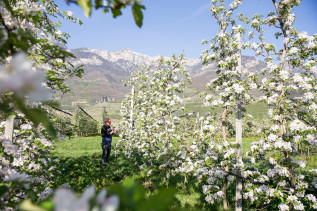 Apfelblüte im Süden Südtirols
